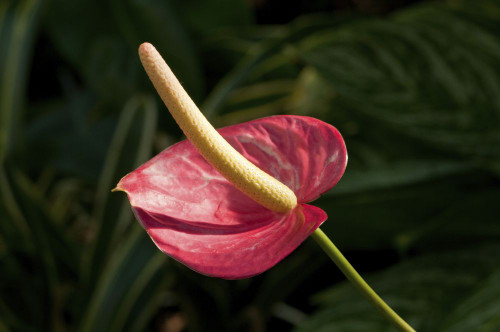 Close up of an anthurium inflorescence.; Wellesley, Massachusetts. Poster Print by Darlyne Murawski (17 x 11)