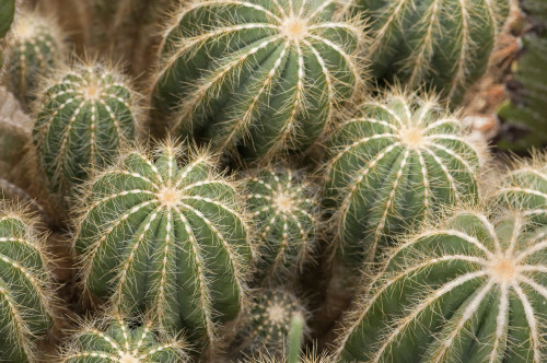 Overhead view of balloon cacti, Notocactus magnificus.; Wellesley, Massachusetts. Poster Print by Darlyne Murawski (17 x 11)