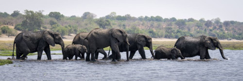 Panorama of herd of African bush elephants (Loxodonta africana) walking in the water crossing a river in Chobe National Park; Chobe, Botswana Poster Print by Nick Dale (25 x 8)
