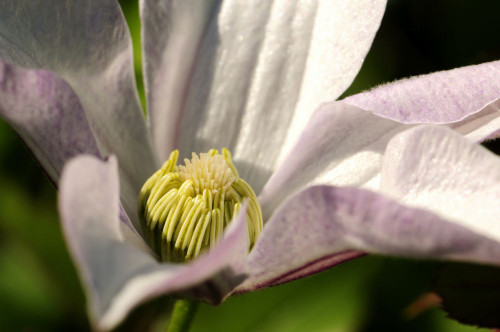 Close up of a pink clematis flower in spring.; Beverly, Massachusetts. Poster Print by Darlyne Murawski (17 x 11) Close up of a pink clematis flower in spring.; Beverly, Massachusetts. Poster Print by Darlyne Murawski (17 x 11)