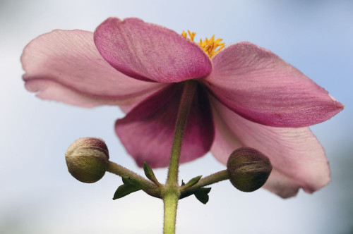 Close up of an anemone flower and buds, Anemone tomentosa.; Brewster, Cape Cod, Massachusetts. Poster Print by Darlyne Murawski (17 x 11)