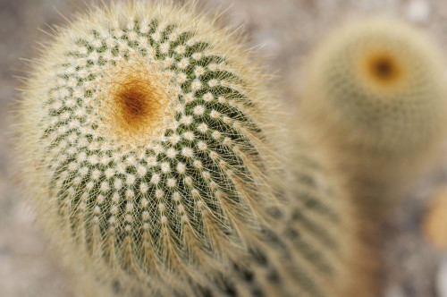 Close up of a lemon ball cactus, Notocactus leninghausii.; Wellesley, Massachusetts. Poster Print by Darlyne Murawski (17 x 11)