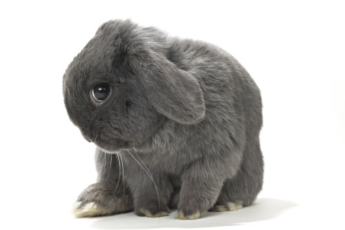 Lop-Eared Rabbit Poster Print by Rick Boden & Marilyn Ledingham (17 x 11)