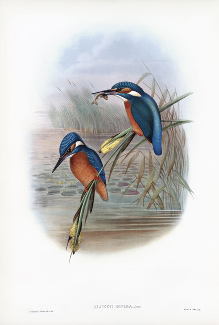 Common kingfisher.  Alcedo Ispida.  Now known as Alcedo atthis.  After a work by English ornitholgist and bird artist John Gould, 1804 - 1881.  From his book The Birds of Great Britain, published 1873. Poster Print by Ken Welsh (13 x 19)