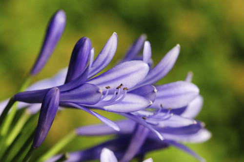 Close up of a cluster of purple flowers.; Brewster, Cape Cod, Massachusetts. Poster Print by Darlyne Murawski (17 x 11)