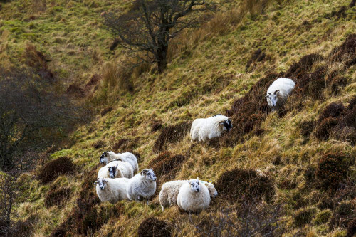 A shepherd and his sheep in the hills on the Isle of Skye. Poster Print by Loop Images Ltd. (17 x 11)