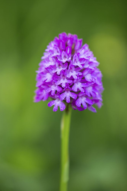 Detail of a Pyramidal orchid. Poster Print by Loop Images Ltd. (13 x 19)