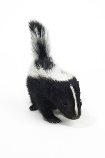 Baby Skunk Poster Print by Rick Boden & Marilyn Ledingham (11 x 17)