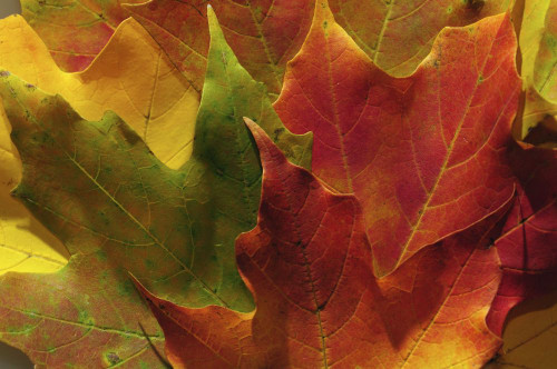 Close up of fallen maple leaves in autumn hues.; Concord, Massachusetts. Poster Print by Darlyne Murawski (17 x 11)