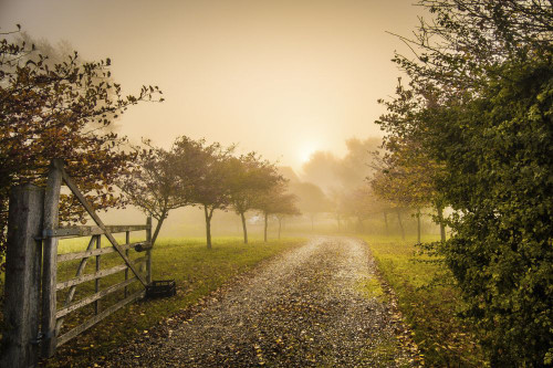 A misty sunrise at a farmhouse in Suffolk. Poster Print by Loop Images Ltd. (20 x 13)