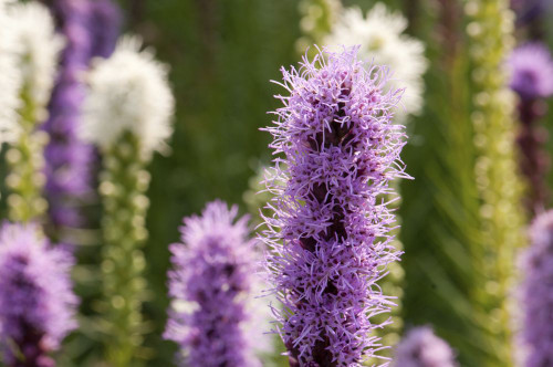 Close up of blazing-star flowers, Liatris spicata.; Sandwich, Cape Cod, Massachusetts. Poster Print by Darlyne Murawski (17 x 11)