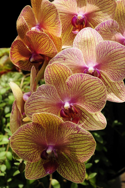 Close up of a cluster of Phalaenopsis orchid flowers.; Atlanta Botanical Garden, Atlanta, Georgia. Poster Print by Darlyne Murawski (11 x 17)