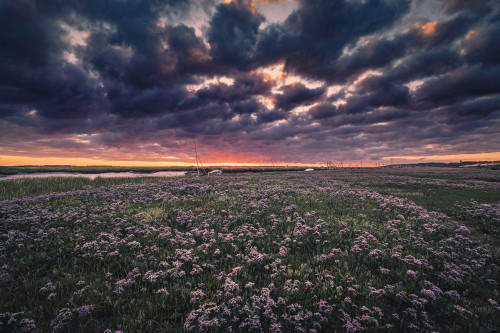 Sunrise picks out the sea lavender on the Norfolk marshes. Poster Print by Loop Images Ltd. (20 x 13)
