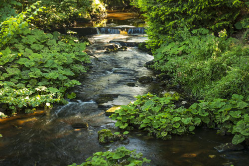 The upper reaches of the river Dove. Poster Print by Loop Images Ltd. (20 x 13)