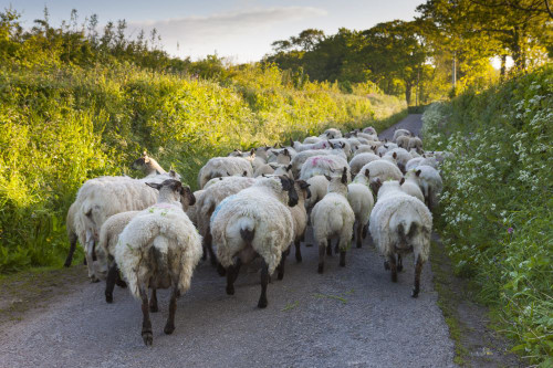 Stray sheep block a narrow country lane. Poster Print by Loop Images Ltd. (19 x 12)