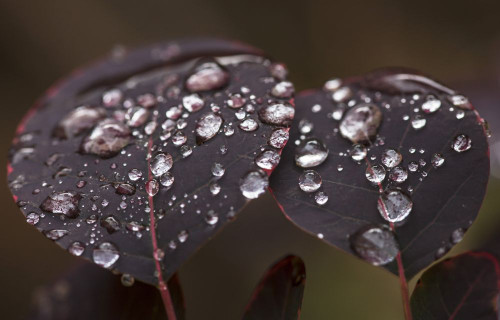 Rainsdrops on the leaves of a Smoke Bush. Poster Print by Loop Images Ltd. (18 x 11)
