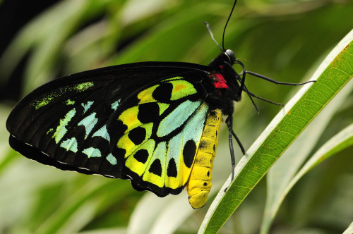 Close up of a cairns birdwing, Ornithoptera priamus, on a leaf.; Westford, Massachusetts. Poster Print by Darlyne Murawski (17 x 11) Close up of a cairns birdwing, Ornithoptera priamus, on a leaf.; Westford, Massachusetts. Poster Print by Darlyne Murawski (17 x 11)