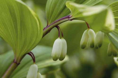 Close up of flower buds of a Solomon's seal, Polygonatum commutatum.; Framingham, Massachusetts. Poster Print by Darlyne Murawski (17 x 11)