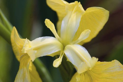 Close up of a yellow and white iris flower.; Brewster, Cape Cod, Massachusetts. Poster Print by Darlyne Murawski (17 x 11)