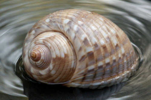 Close up of a whelk shell in water.; Brewster, Massachusetts. Poster Print by Darlyne Murawski (17 x 11)