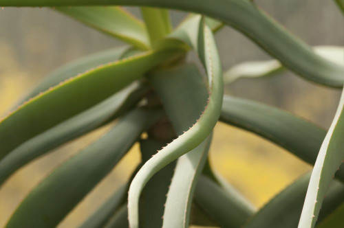 Curved leaves of a succulent hardy aloe plant, Aloe striatula.; Wellesley, Massachusetts. Poster Print by Darlyne Murawski (17 x 11)