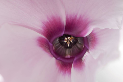 Close up of a Cyclamen persicum flower.; Lexington, Massachusetts. Poster Print by Darlyne Murawski (17 x 11)
