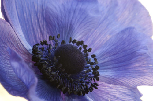 Close up of a blue anemone flower.; Arlington, Massachusetts. Poster Print by Darlyne Murawski (17 x 11)