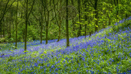 Bluebells in the ancient woodland of The Outwoods which is one of the oldest surviving woodland sites in Charnwood. Poster Print by Loop Images Ltd. (20 x 11)