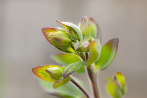 Flower buds on an Aquilegia plant. Poster Print by Loop Images Ltd. (20 x 13)