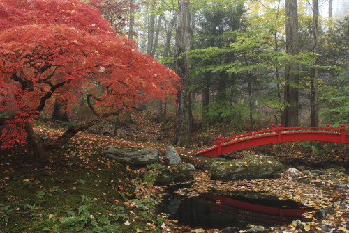 Japanese maple garden with red bridge.; New York. Poster Print by Darlyne Murawski (17 x 11)