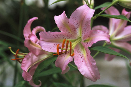Pink day lilies in bloom.; Cape Cod, Massachusetts. Poster Print by Darlyne Murawski (17 x 11)