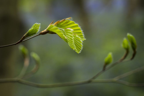 Young Beech leaves in spring. Poster Print by Loop Images Ltd. (20 x 13)