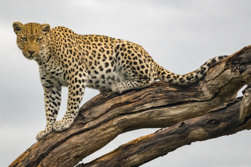 Portrait of a female Leopard (Panthera pardus) on a tree branch; Okavango Delta, Botswana Poster Print by Michael Melford (17 x 11)