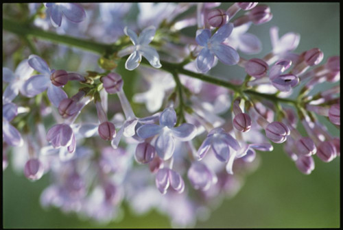 A hyacinthiflora lilac in bloom.; Massachusetts. Poster Print by Darlyne Murawski (17 x 11)