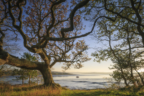 River Daugleddau at Lawrenny. Poster Print by Loop Images Ltd. (18 x 12)