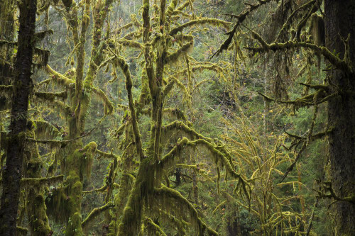 Moss-covered trees in the Hall of Mosses Trail in the Hoh Rainforest of Olympic National Park, Washington, USA; Washington, United States of America Poster Print by Michael Melford (17 x 11)