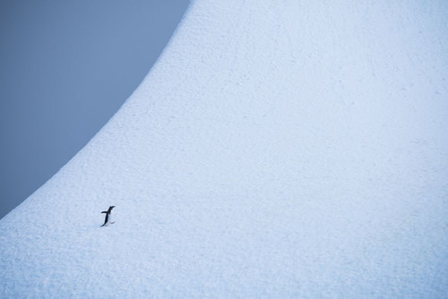 Gentoo penguin (Pygoscelis papua) on an iceberg in Antarctica; Antarctica Poster Print by Michael Melford (17 x 11)