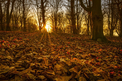 Sunset in beech woodland near Rutland Water. Poster Print by Loop Images Ltd. (20 x 13)