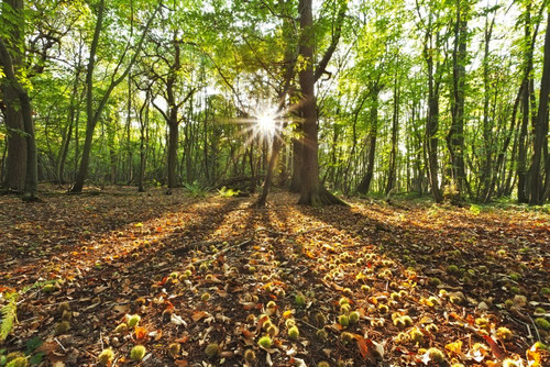 Sunset through trees in Kingswood Forest near Canterbury. Poster Print by Loop Images Ltd. (18 x 12)