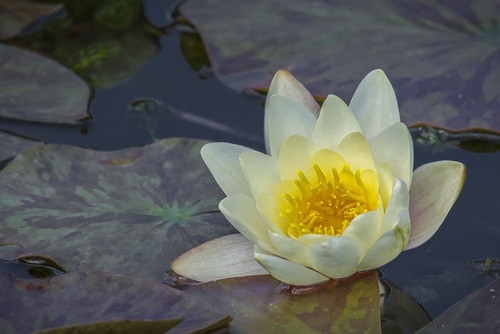 A Water Lily in a pond. Poster Print by Loop Images Ltd. (17 x 11)