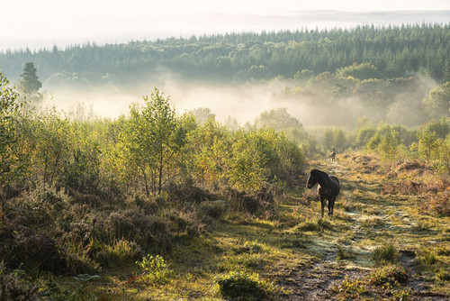 Semi-wild pony on managed heathland in near Trellech in Wales. Poster Print by Loop Images Ltd. (20 x 13)