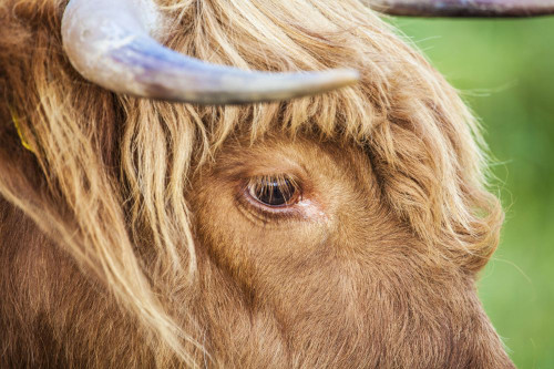 Close up of the head of a Highland cow. Poster Print by Loop Images Ltd. (18 x 12)