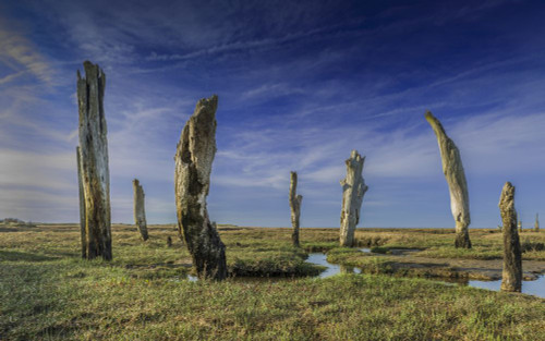 Thornham stumps on the North Norfolk coast. Poster Print by Loop Images Ltd. (18 x 11)