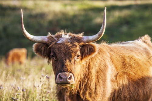 Portrait of a Highland cow along the Ridgeway in Wiltshire. Poster Print by Loop Images Ltd. (18 x 12)