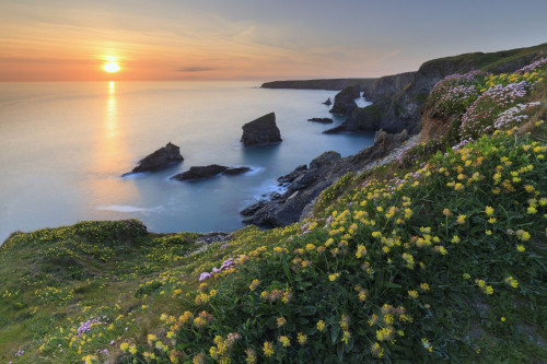 Spring flowers at the Bedruthan Steps Poster Print by Loop Images Ltd. (20 x 13)