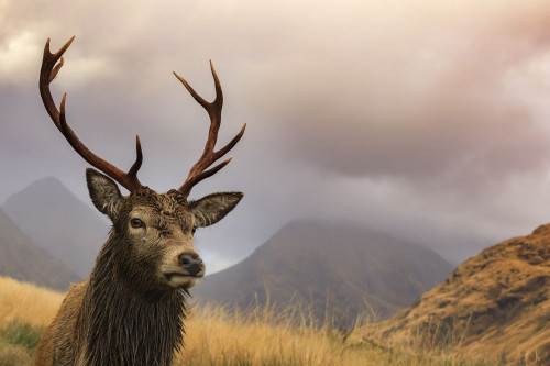 A red deer stag in Glen Etive. Poster Print by Loop Images Ltd. (20 x 13)