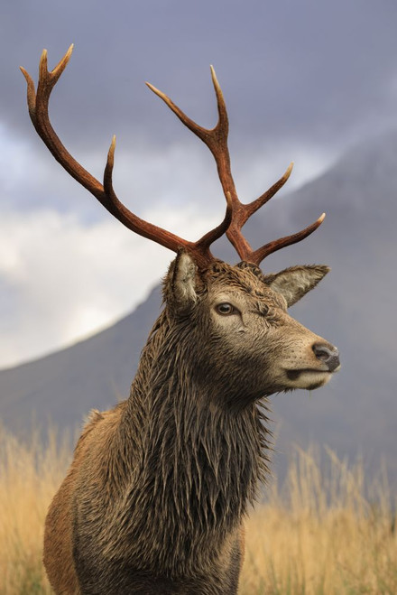 A red deer stag in Glen Etive. Poster Print by Loop Images Ltd. (13 x 20)