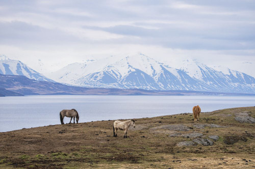 Icelandic horses standing in the amazing landscape of Iceland; Iceland Poster Print by Robert Postma (19 x 12)
