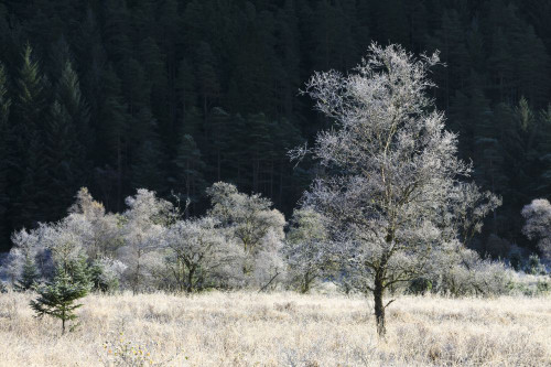Frost covered trees in Glen Goil. Poster Print by Loop Images Ltd. (20 x 13)