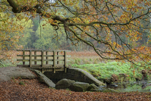 Wooden footbridge over a stream in the Forest of Dean. Poster Print by Loop Images Ltd. (18 x 12)